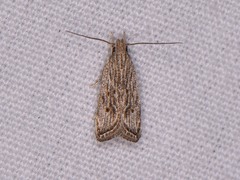Helcystogramma chambersella