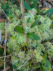 Sphagnum affine