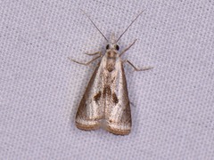 Microcrambus croesus