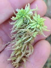 Sphagnum affine