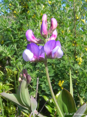Lathyrus magellanicus