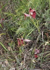 Serapias cordigera
