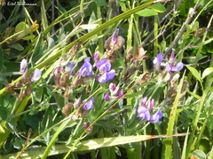 Lathyrus magellanicus