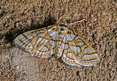 Pseudopyrausta santatalis