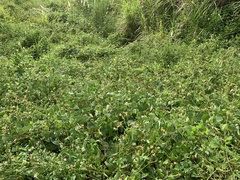 Calopogonium mucunoides