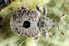 Cionus montanus