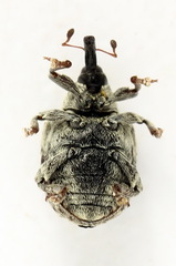 Cionus montanus