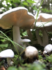Leucocybe