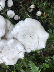 Leucocybe