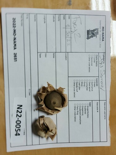 Geastrum