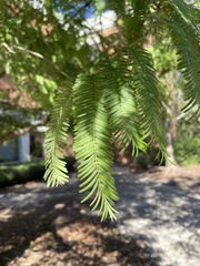 Metasequoia
