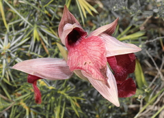 Serapias cordigera