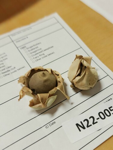 Geastrum (Photo 2 of 2)