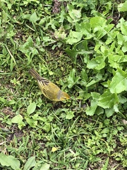 Setophaga petechia aureola