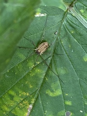 Oligolophinae