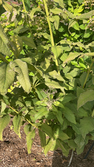 Eupatorium perfoliatum