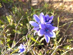 Babiana angustifolia