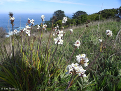 Libertia chilensis