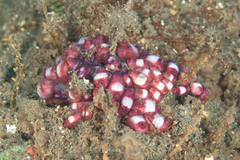 Eusynstyela latericius