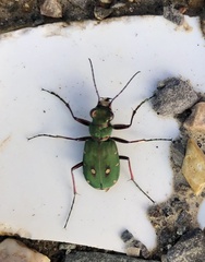 Cicindela campestris