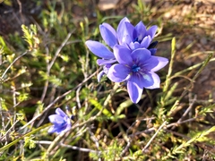 Babiana angustifolia