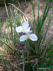 Libertia chilensis