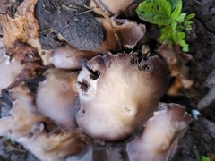 Candolleomyces