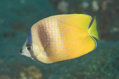 Chaetodon kleinii
