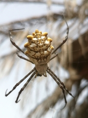 Argiope lobata