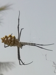 Argiope lobata