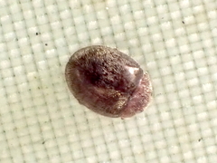 Rhyzobius lophanthae