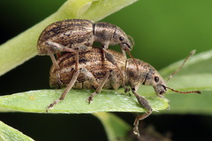 Polydrusus confluens