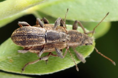 Polydrusus confluens