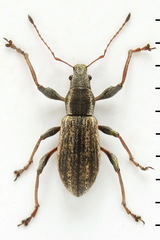 Polydrusus confluens