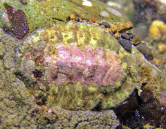 Craspedochiton laqueatus