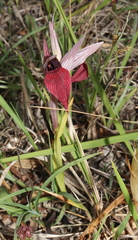 Serapias cordigera