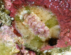 Craspedochiton laqueatus