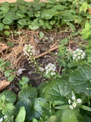 Lobularia maritima