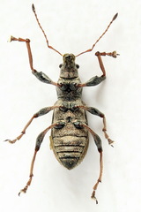 Polydrusus confluens