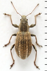 Polydrusus confluens