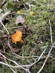 Hygrocybe ceracea