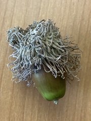 Quercus cerris