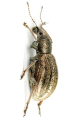 Polydrusus confluens