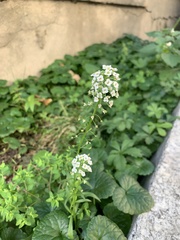Lobularia maritima