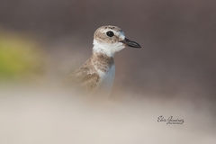 Charadrius wilsonia