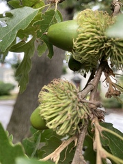 Quercus cerris
