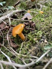 Hygrocybe ceracea