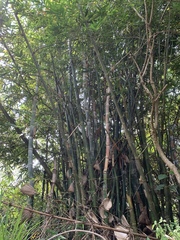 Bambusa beecheyana