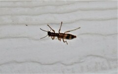 Cymatodera undulata