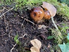 Cortinarius trivialis